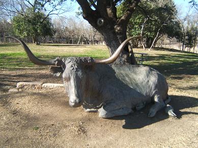 Texas longhorn