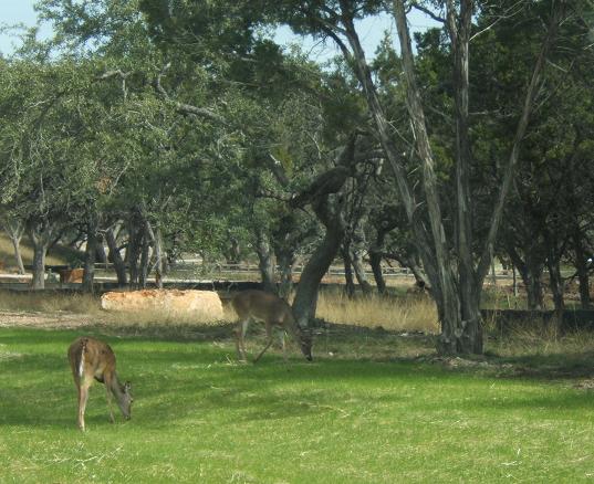 Whitetail deer in austin texas