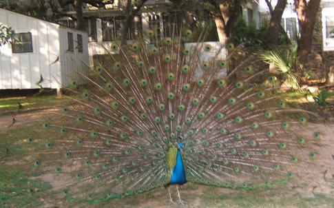 Peacock plumage mayfield park austin texas