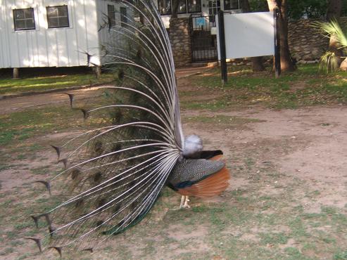 Peacock at mayfield park,austin,tx
