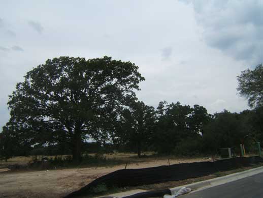 large oak in cold springs leander tx