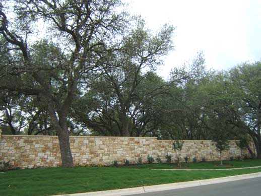 oak trees in cold springs leander tx