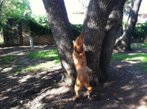 Dog meets squirrel on Shoal Creek Greenbelt, dog can't climb tree