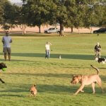 Dogs love to roam across soccer field at Zilker Park